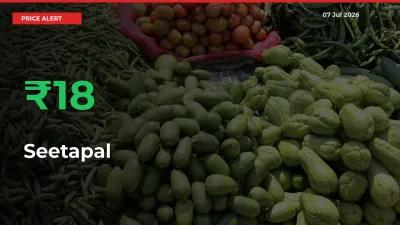 Big Rally! Seetapal Climbs 17.89% in 24 Hours at Top Mandis