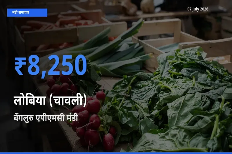 टॉप मंडी बना बेंगलुरु एपीएमसी! लोबिया (चावली) के सबसे ऊँचे दाम यहीं दर्ज