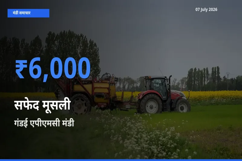 किसानों की पसंद बना गंडई एपीएमसी, सफेद मूसली के सबसे अच्छे दाम