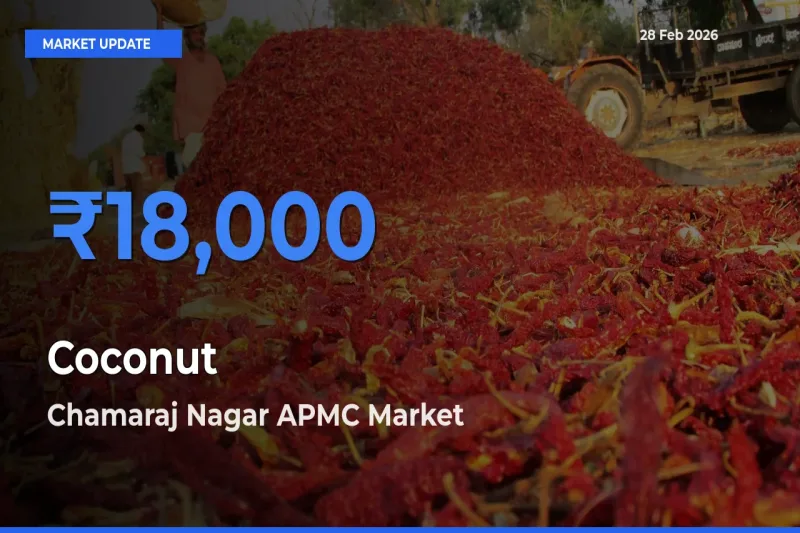 Top Performer! Chamaraj Nagar APMC Offers Best Coconut Price Today