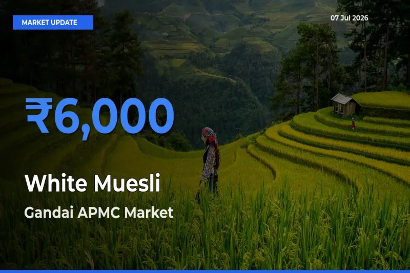Farmers Prefer Gandai APMC as White Muesli Hits Highest Rate