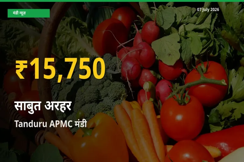Tanduru APMC में साबुत अरहर ₹15,750 पर पहुँचा – अब तक का उच्चतम भाव