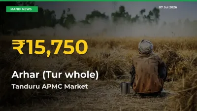 Fresh Record! Arhar (Tur whole) Price Climbs to New High in Tanduru APMC