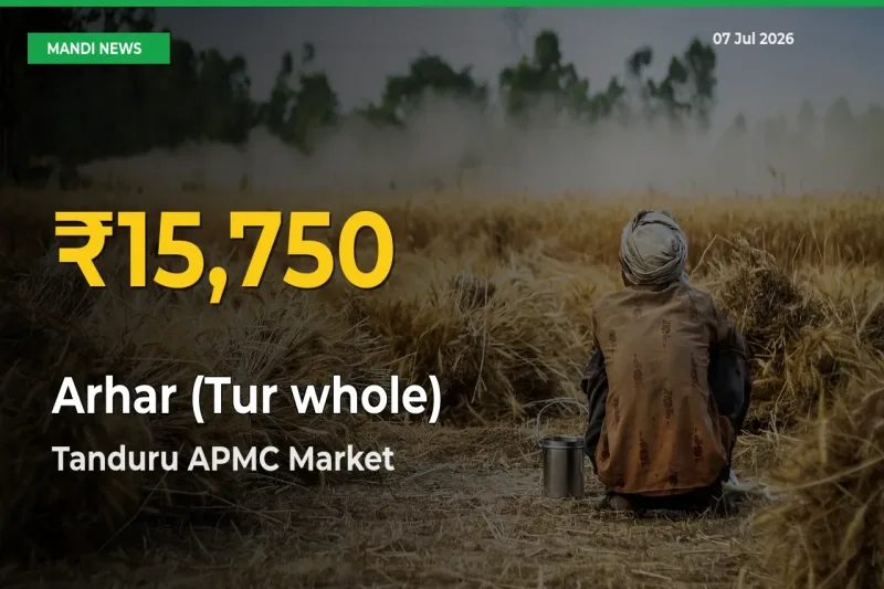 Fresh Record! Arhar (Tur whole) Price Climbs to New High in Tanduru APMC
