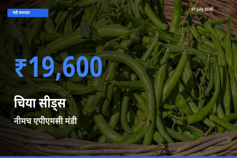 आज चिया सीड्स के सबसे ज़्यादा दाम नीमच एपीएमसी मंडी में दर्ज