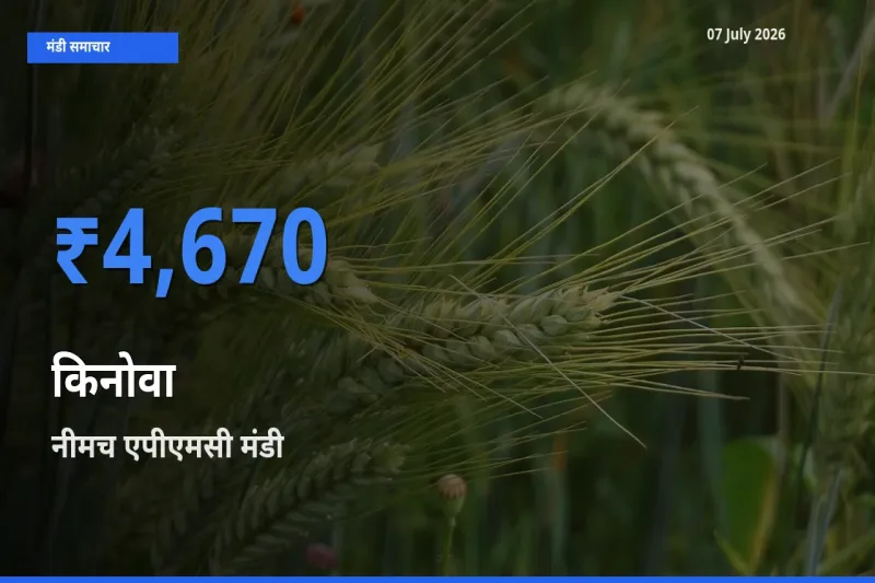 नीमच एपीएमसी में किनोवा का आज सबसे ऊँचा भाव