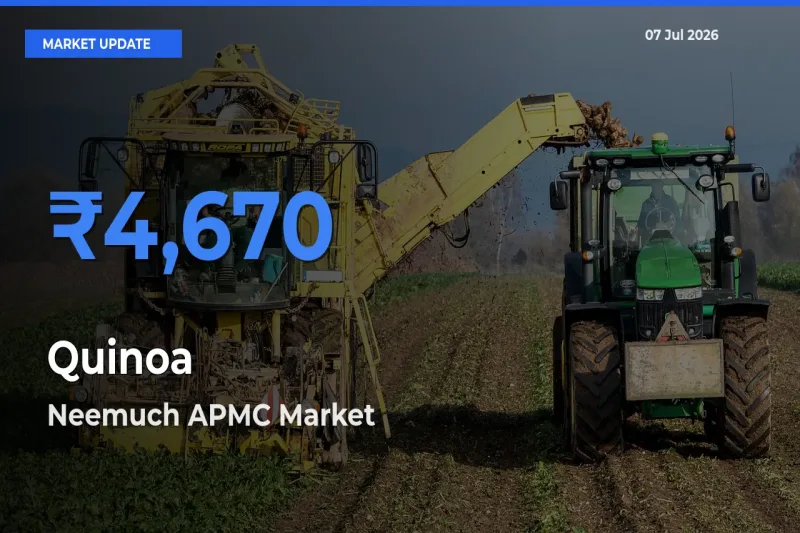 Neemuch APMC Records Highest ₹4,670 Rate for Quinoa