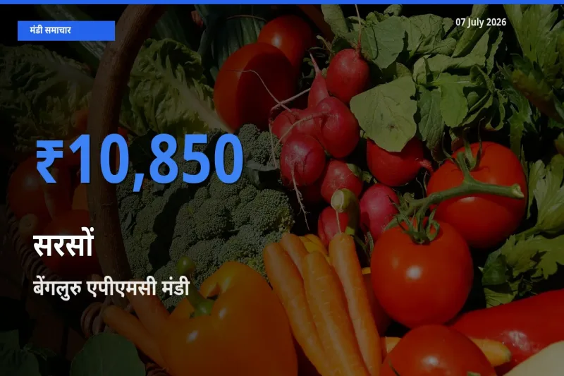 टॉप मंडी बना बेंगलुरु एपीएमसी! सरसों के सबसे ऊँचे दाम यहीं दर्ज