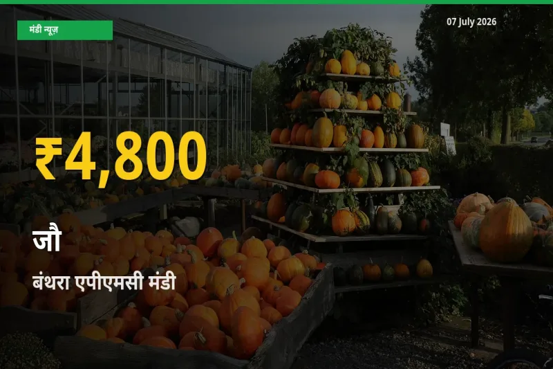 जौ के दामों में रिकॉर्ड तेज़ी, बंथरा एपीएमसी