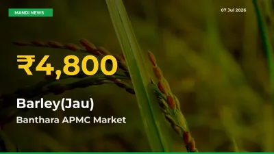 Big Jump in Barley(Jau) Prices! Banthara APMC Records New Peak Today