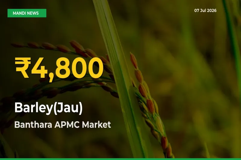 Big Jump in Barley(Jau) Prices! Banthara APMC Records New Peak Today