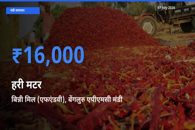 आज हरी मटर के सबसे ज़्यादा दाम बिन्नी मिल (एफएंडवी), बेंगलुरु एपीएमसी मंडी में दर्ज