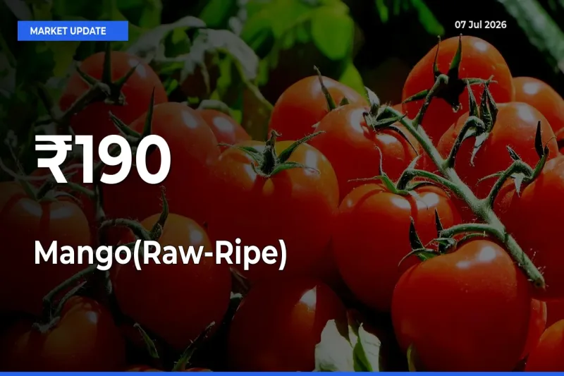Mango(Raw-Ripe) Prices Gain Momentum Across 190+ Mandis – Market Trend Strengthens