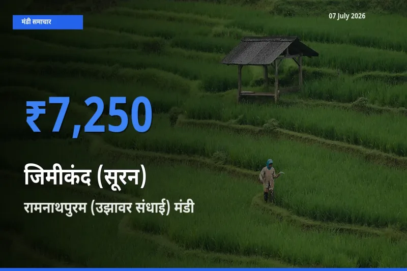 रामनाथपुरम (उझावर संधाई) में जिमीकंद (सूरन) का आज सबसे ऊँचा भाव