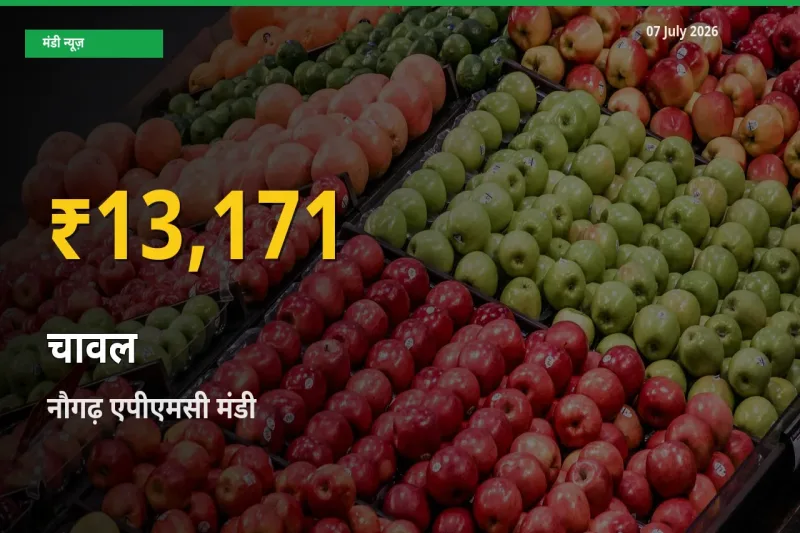 चावल के दामों ने बनाया नया रिकॉर्ड, नौगढ़ एपीएमसी में तेज़ी