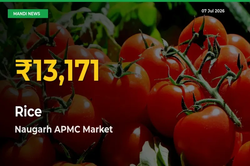 Rice Price Rally Continues – Naugarh APMC Hits Fresh High Today