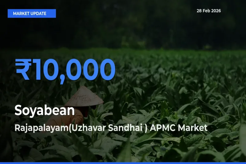 Rajapalayam(Uzhavar Sandhai ) APMC Emerges as Top Mandi for Soyabean Prices Today