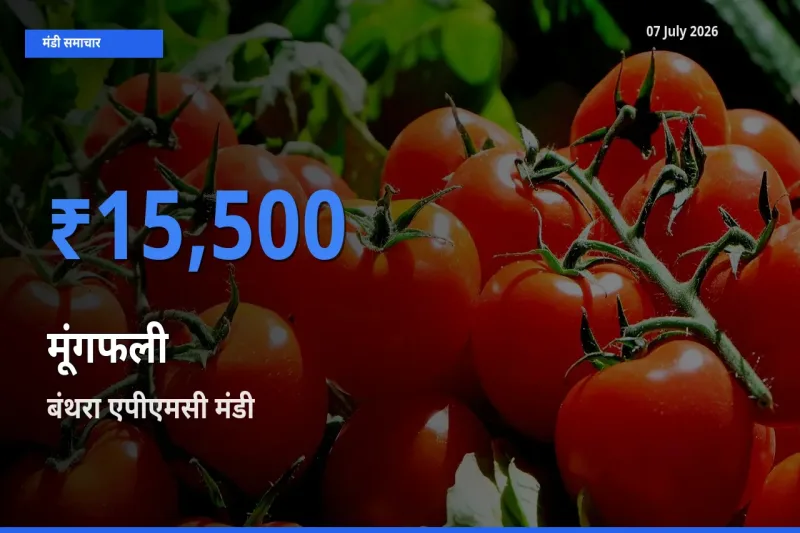 07 July अपडेट: मूंगफली के सबसे ऊँचे दाम बंथरा एपीएमसी मंडी में