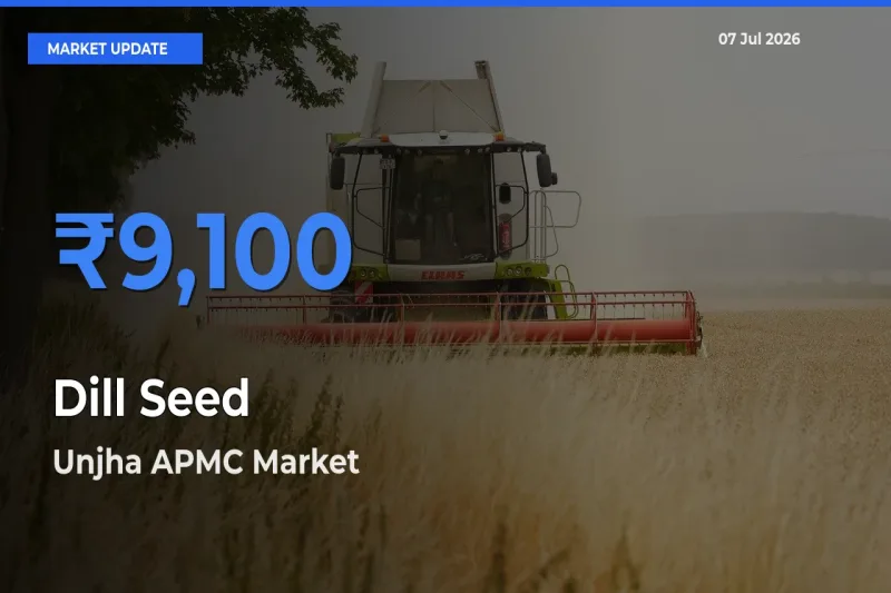 Dill Seed Mandi Rate Today: Unjha APMC Tops the List