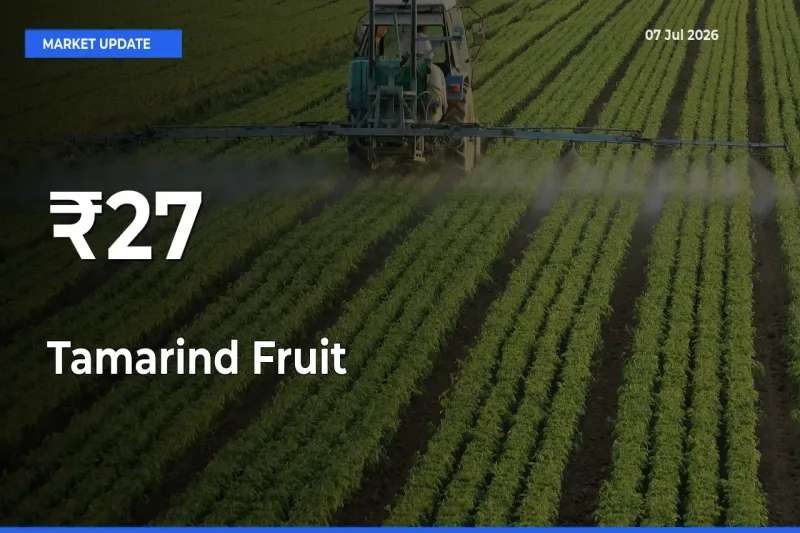 Why Tamarind Fruit Prices Are Moving Across Multiple Mandis Today