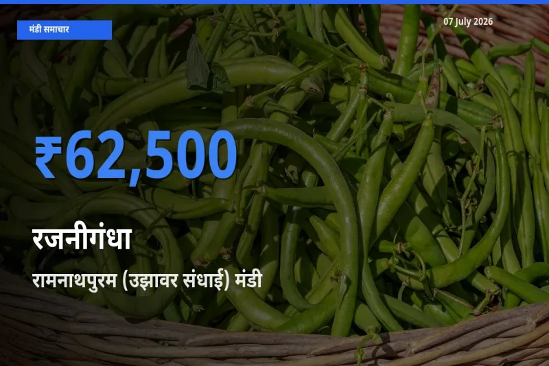 रामनाथपुरम (उझावर संधाई) मंडी में रजनीगंधा ₹62,500 पर पहुँचा – आज का सर्वोच्च भाव