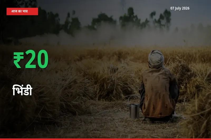किसानों के लिए खुशखबरी! स्थानीय मंडी में भिंडी 20.37% उछला