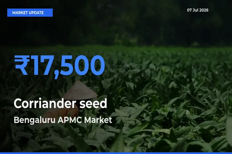 Bengaluru APMC Emerges as Top Mandi for Corriander seed Prices Today