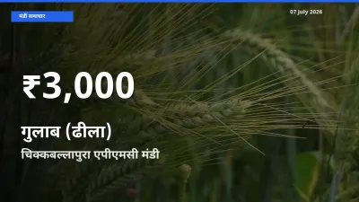 किसानों के लिए चिंता का विषय? गुलाब (ढीला) के दाम चिक्कबल्लापुरा एपीएमसी में 30 दिन के न्यूनतम स्तर पर
