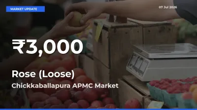 Rose (Loose) Prices Touch 30-Day Low in Chickkaballapura APMC – July 07 Update