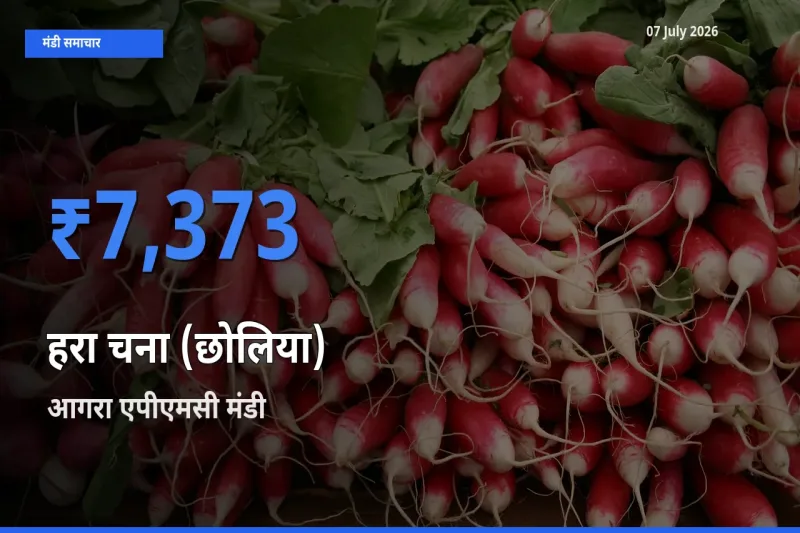 किसानों की पसंद बना आगरा एपीएमसी, हरा चना (छोलिया) के सबसे अच्छे दाम