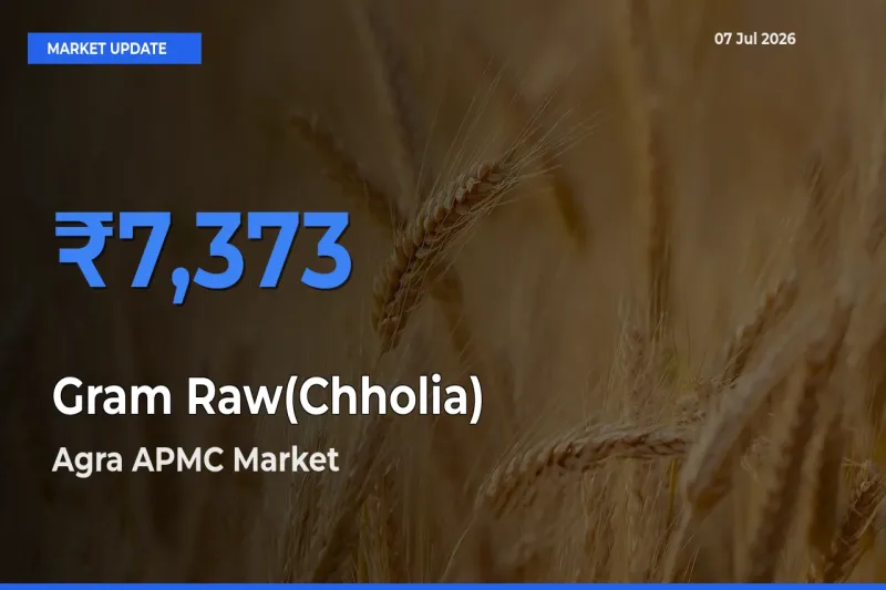 Market Watch: Agra APMC Becomes Top Mandi for Gram Raw(Chholia)