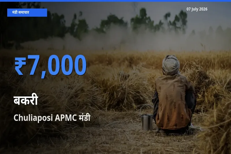 किसानों की पसंद बना Chuliaposi APMC, बकरी के सबसे अच्छे दाम