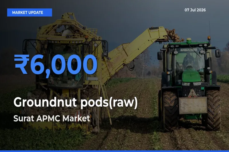 Surat APMC Leads as Top Mandi for Groundnut pods(raw) Prices