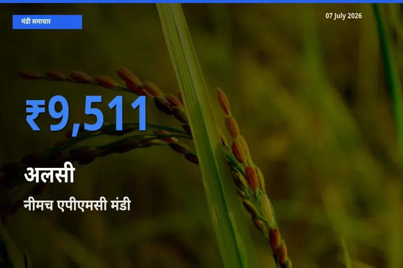 टॉप मंडी बना नीमच एपीएमसी! अलसी के सबसे ऊँचे दाम यहीं दर्ज