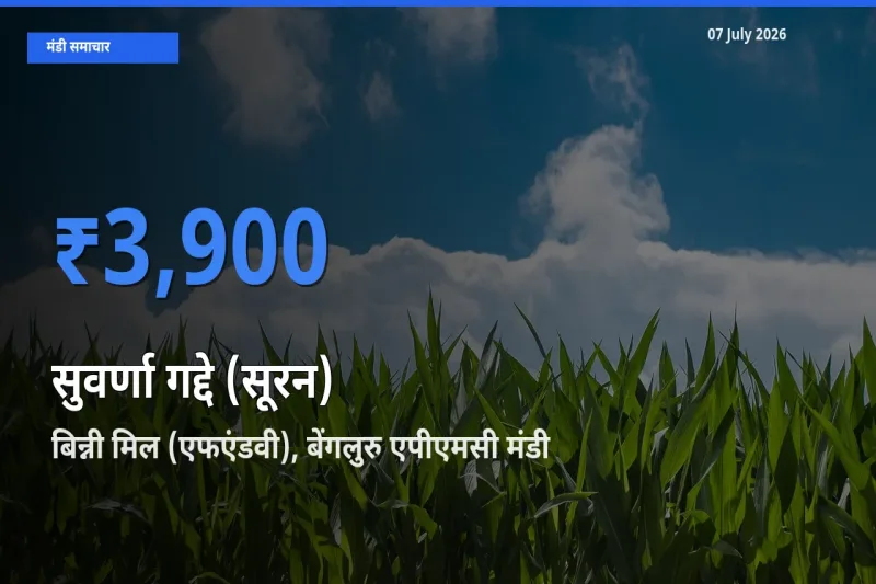 टॉप मंडी बना बिन्नी मिल (एफएंडवी), बेंगलुरु एपीएमसी! सुवर्णा गद्दे (सूरन) के सबसे ऊँचे दाम यहीं दर्ज