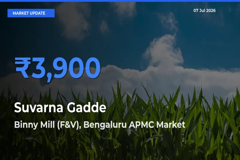 Market Watch: Binny Mill (F&V), Bengaluru APMC Becomes Top Mandi for Suvarna Gadde