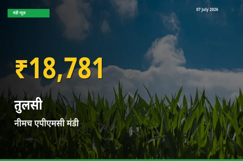 तुलसी के दामों में रिकॉर्ड तेज़ी, नीमच एपीएमसी