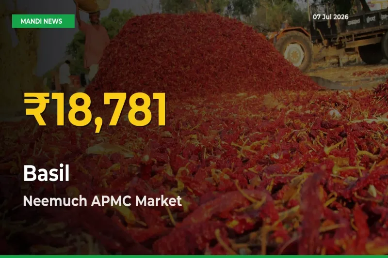 Big Jump in Basil Prices! Neemuch APMC Records New Peak Today
