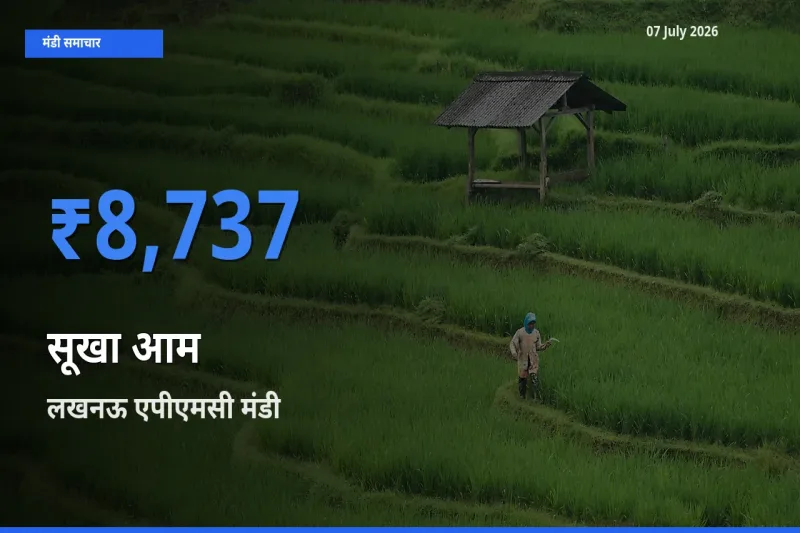 बाज़ार संकेत: लखनऊ एपीएमसी बना सूखा आम के लिए आज की टॉप मंडी