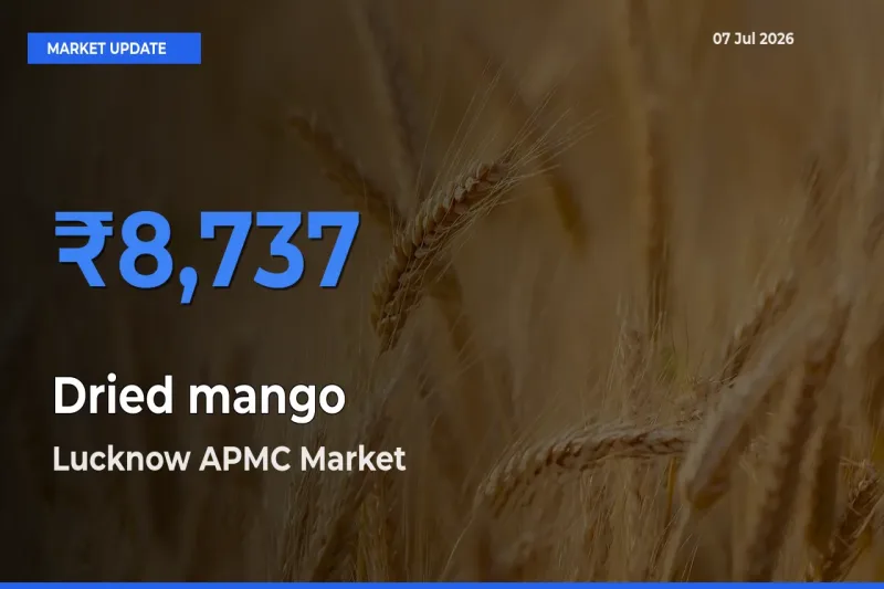 Dried mango Mandi Rate Today: Lucknow APMC Tops the List