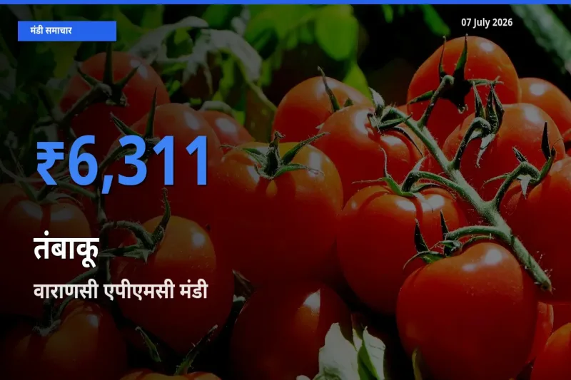 आज का मंडी भाव: तंबाकू के सबसे ज़्यादा दाम वाराणसी एपीएमसी में
