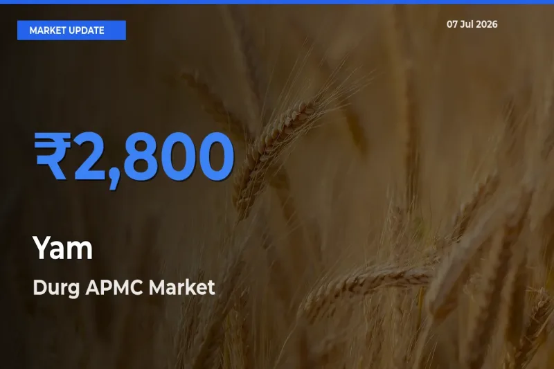 Farmers Prefer Durg APMC as Yam Hits Highest Rate