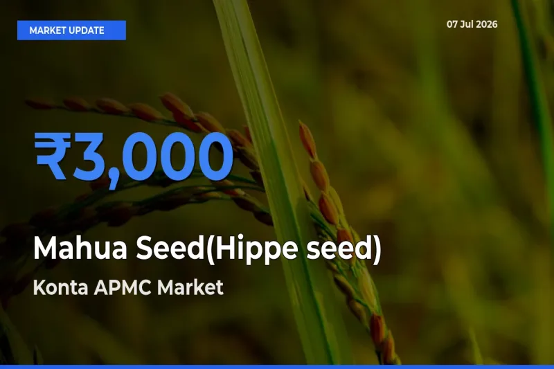 Konta APMC Offers ₹3,000 – Highest Mahua Seed(Hippe seed) Rate Today