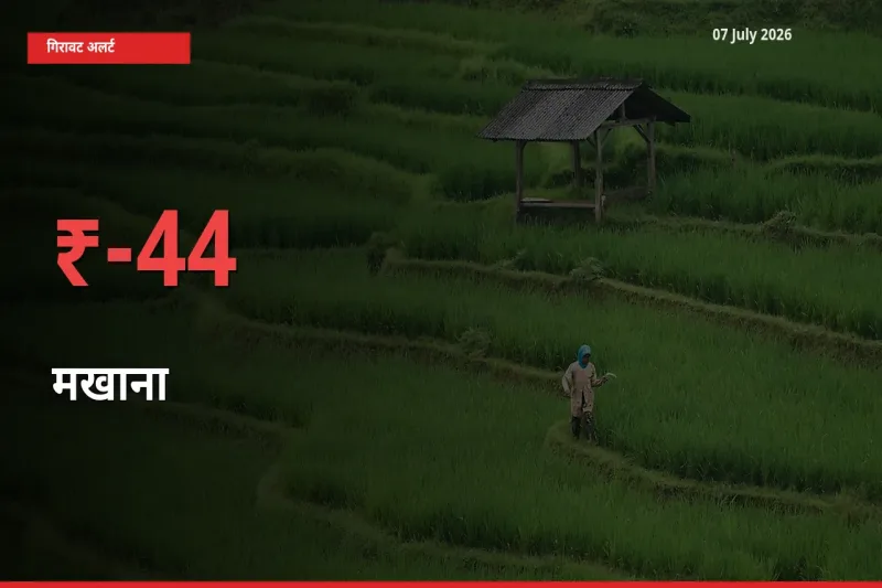 आज का मंडी भाव: मखाना के दाम मंडी में 44.27% नीचे