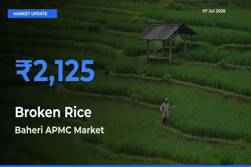 Baheri APMC Emerges as Top Mandi for Broken Rice Prices Today