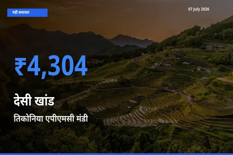 बाज़ार संकेत: तिकोनिया एपीएमसी बना देसी खांड के लिए आज की टॉप मंडी
