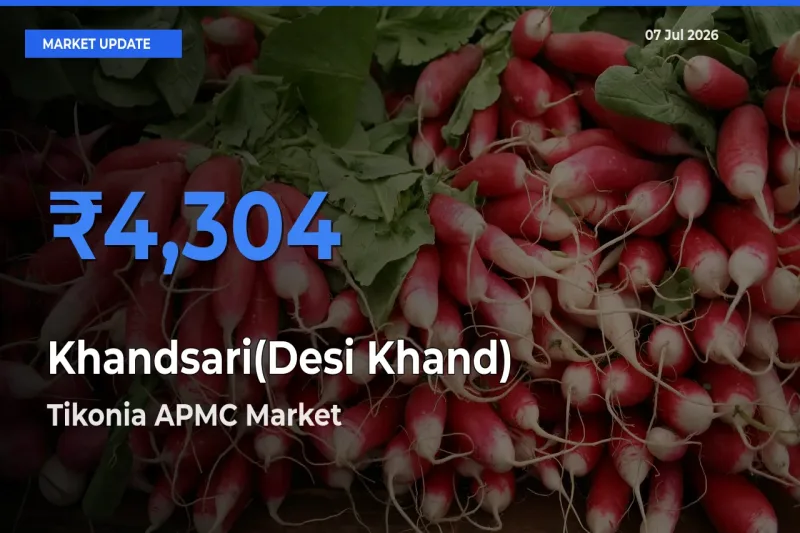 Market Watch: Tikonia APMC Becomes Top Mandi for Khandsari(Desi Khand)