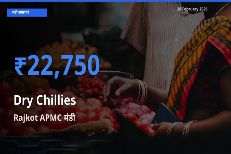 Rajkot APMC में Dry Chillies का आज सबसे ऊँचा भाव