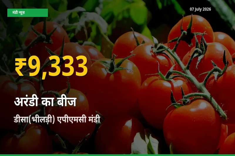अरंडी का बीज के दामों ने बनाया नया रिकॉर्ड, डीसा(भीलड़ी) एपीएमसी में तेज़ी