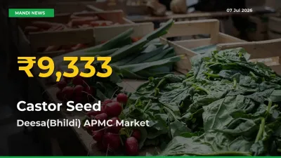 Deesa(Bhildi) APMC Leads as Castor Seed Hits Highest Rate – July 07 Update